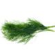 Dill ground 10gr.